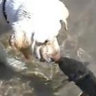 Cachorro beijando peixe 