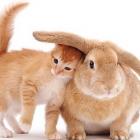 Gato e coelho brincam de pega-pega