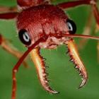 5 coisas assustadoras que você não sabia sobre as formigas