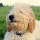 Cão sorri em foto e é eleito o “mais feliz do Reino Unido”