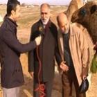 Camelo apaixonado trolando reportagem ao vivo