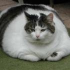 Entenda os problemas da obesidade para a saúde dos gatos