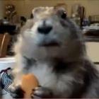 Esquilo tomando café da manhã