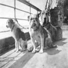 Exposição retrata cães que embarcaram no Titanic há 100 anos.