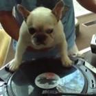 O cachorro que queria ser DJ