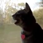 Um gato recebendo sinais de outro planeta