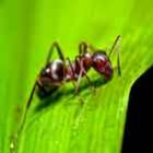 Por que as formigas vão dominar a Terra?