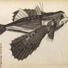 Cientistas encontram gravura de peixe voador com mais de 300 anos