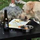 Bélgica abre bar especializado para cães 
