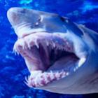 Fatos interessantes sobre Tubarões que você não sabia.