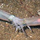 Detalhes da reprodução dos moluscos cefalópodes são revelados