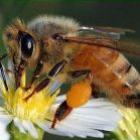 A incrível abelha africana e seu poderoso veneno