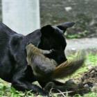 Esquilo ataca cão para defender filhote
