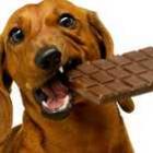 Por que chocolate pode ser mortal para cães?