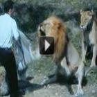 Ataque fatal de leão