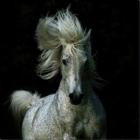 Belas fotografias de cavalos