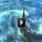 TOP 10 - Ataques de tubarões