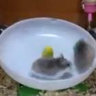 Hamster Malucos Girando em Alta Velocidade