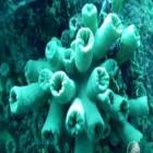 Corais destruidores