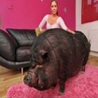 Casal de ingleses tem que conviver com um porco gigante na sala