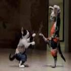 Descoberto o treinamento dos gatos ninja