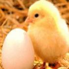 Ovo ou galinha? Quem nasceu antes?