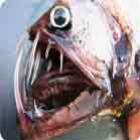 Os peixes mais feios do mundo !