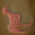 Fotógrafo flagra flamingos formando imagem de flamingo gigante
