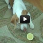 O cão e o limão
