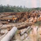 Brasil pode ser modelo para coibir desmatamento