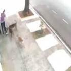 Vídeo: pitbull ataca uma mulher com animas de estimação