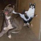 O cão e seu ataque ninja !