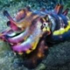 Metasepia pfefferi, o molusco que dá um show de cores brilhantes