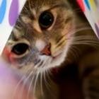 Os 10 gatinhos mais lindos da internet