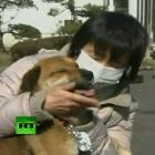 Cão resgatado no Tsunami reencontra seu dono