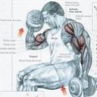Bíceps - Rosca Sentada com Rotação