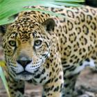 Jaguar, um dos predadores da floresta de Belize
