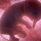 Incríveis animais embrionários