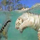 Tigres nadadores são atração em zoo de San Francisco