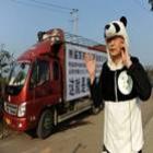 Chinês quer usar cocô de panda em chá caríssimo