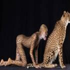 Fotógrafa americana transforma modelos em animais; confira imagens