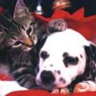 É verdade que cães e gatos enxergam em preto-e-branco?