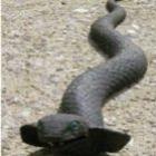 Polícia é chamada para capturar cobra gigante mas se surpreende ao encontrar ...