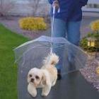 Guarda-chuva para cachorro