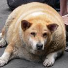 Obesidade já atinge animais de estimação