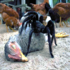 Goliath Bird Eater – A aranha devoradora de pássaros.