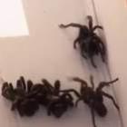 Invasão de aranhas gigantes no Texas
