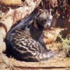 O perfumado gato-almiscarado (Civettictis civetta)