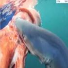  Lula gigante é atacada por tubarão após ser achada boiando no mar