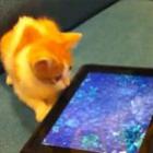 Gato tentando pegar peixes em app pra iPad